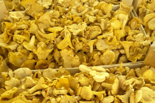 Tölle Handelskontor Waldpilze Steinpilze