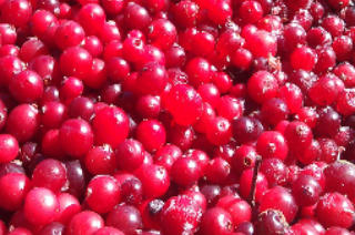 Tölle Handelskontor Waldfrüchte Moosbeeren