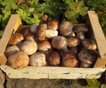 Tölle Handelskontor Waldpilze Steinpilze