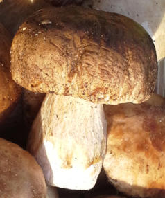 Tölle Handelskontor Waldpilze Steinpilze