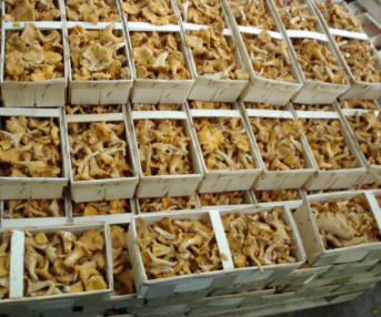 Tölle Handelskontor Waldpilze Pfifferlinge