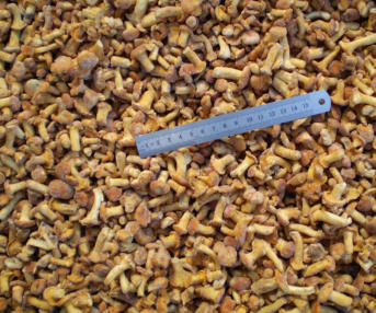 Tölle Handelskontor Waldpilze Pfifferlinge