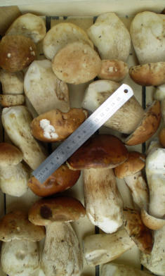 Tölle Handelskontor Waldpilze Steinpilze