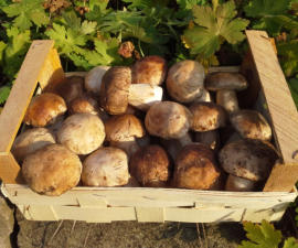 Tölle Handelskontor Waldpilze Steinpilze