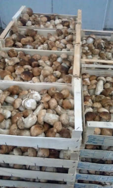 Tölle Handelskontor Waldpilze Steinpilze