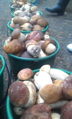 Tölle Handelskontor Waldpilze Steinpilze