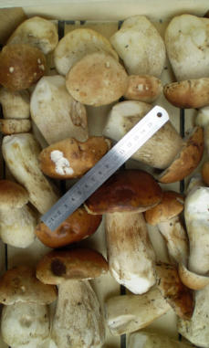 Tölle Handelskontor Waldpilze Steinpilze