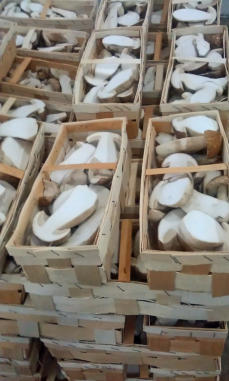 Tölle Handelskontor Waldpilze Steinpilze