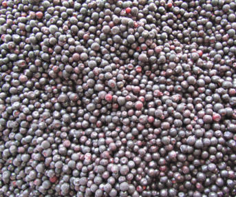 Tölle Handelskontor Waldfrüchte Waldheidelbeeren