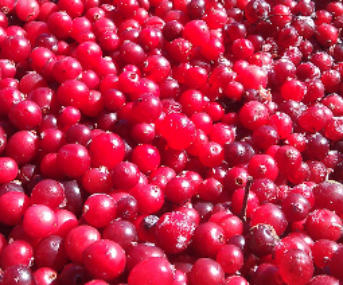 Tölle Handelskontor Waldfrüchte Moosbeeren