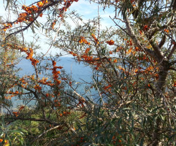 Tölle Handelskontor Waldfrüchte Sanddorn