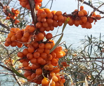 Tölle Handelskontor Waldfrüchte Sanddorn