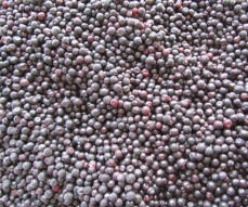 Tölle Handelskontor Waldfrüchte Waldheidelbeeren