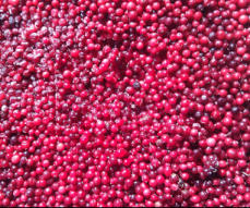 Tölle Handelskontor Waldfrüchte Moosbeeren