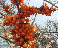 Tölle Handelskontor Waldfrüchte Sanddorn