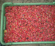 Tölle Handelskontor Waldfrüchte Preiselbeeren