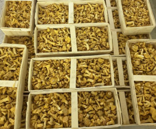 Tölle Handelskontor Pfifferlinge frisch